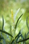 Columbia River Willow male catkin among foliage detail