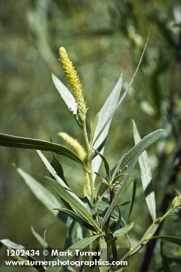 Columbia River Willow male catkin among foliage detail