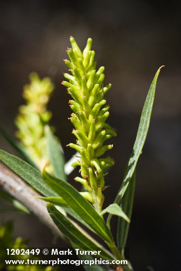 Columbia River Willow female catkin among foliage detail