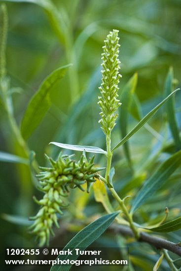 Columbia River Willow female catkins among foliage detail