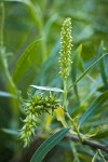 Columbia River Willow female catkins among foliage detail