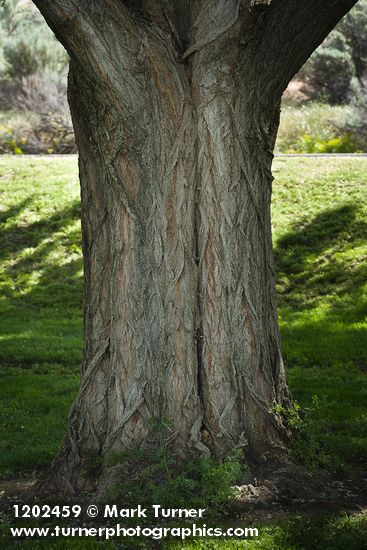 Black Locust trunk