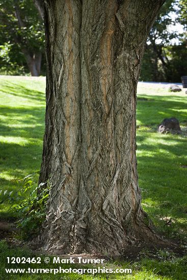 Black Locust trunk