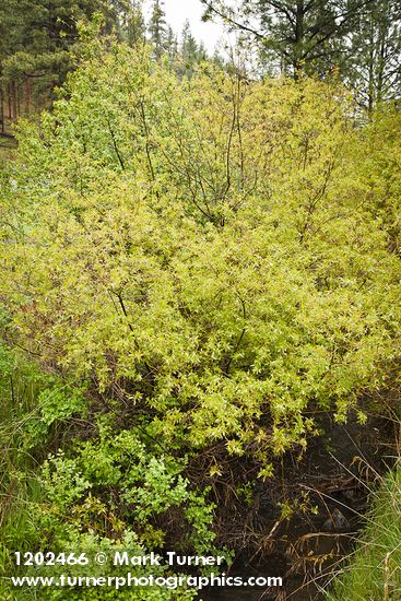 Onecolor Willow (male)