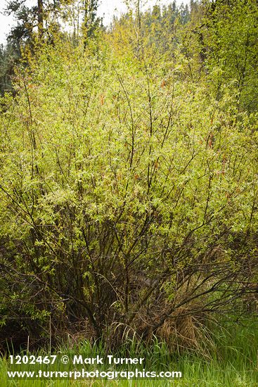 Onecolor Willow (female)