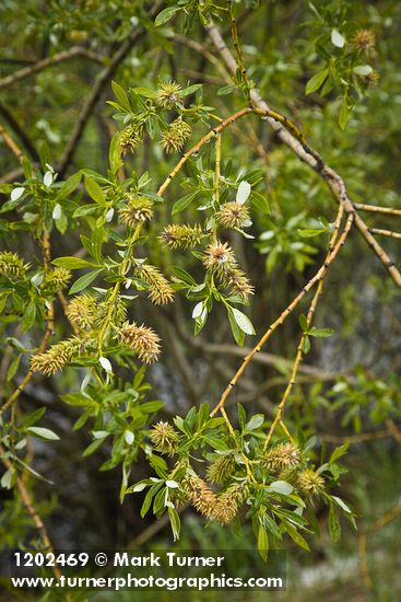 Lemmon's Willow female catkins (fruiting) among foliage