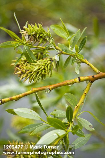 Lemmon's Willow female catkins (fruiting) among foliage