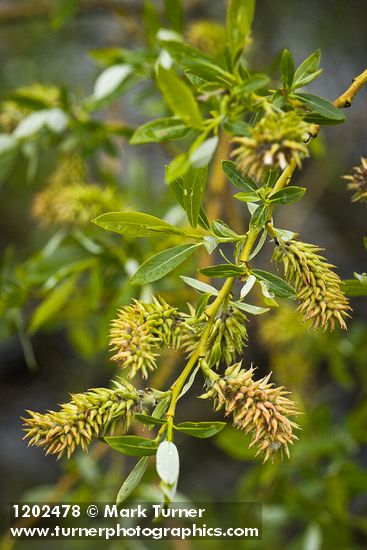 Lemmon's Willow female catkins (fruiting) among foliage