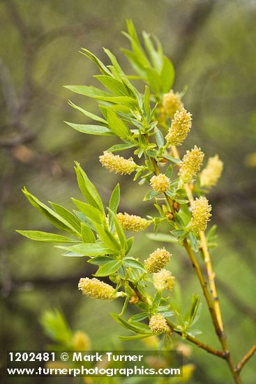 Greenleaf Willow male catkins among foliage