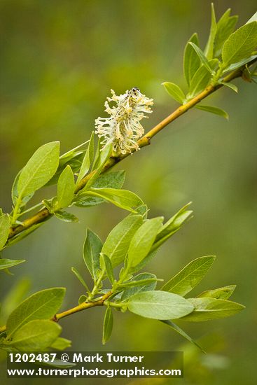 Booth's Willow male catkin among foliage