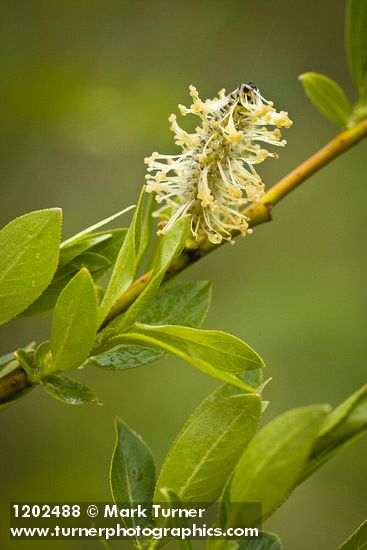 Booth's Willow male catkin among foliage