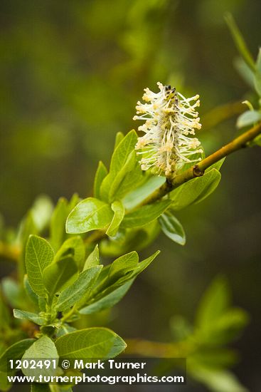 Booth's Willow male catkin among foliage