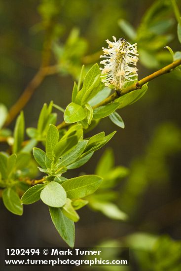 Booth's Willow male catkin among foliage