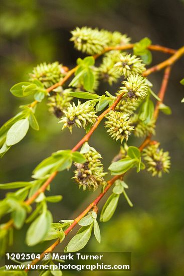 Booth's Willow female catkins among foliage