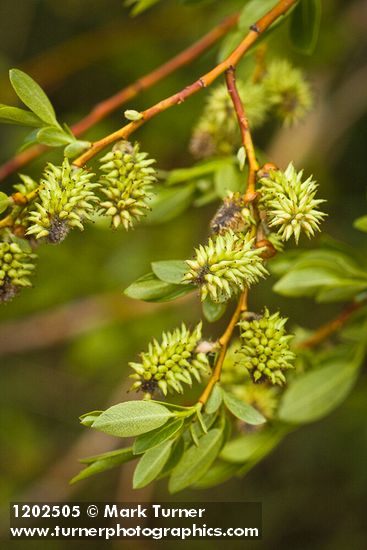 Booth's Willow female catkins among foliage