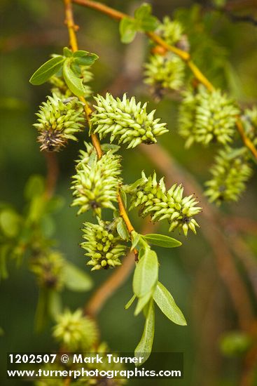 Booth's Willow female catkins among foliage