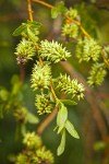 Booth's Willow female catkins among foliage