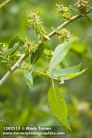 Yellow Willow female catkins among foliage