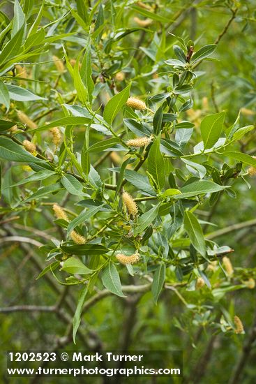 Yellow Willow male catkins among foliage