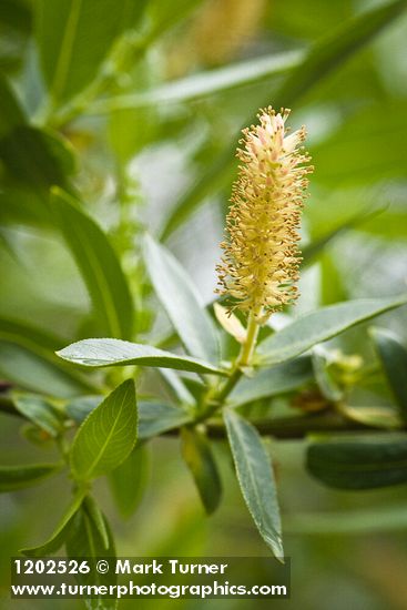 Yellow Willow male catkin among foliage detail
