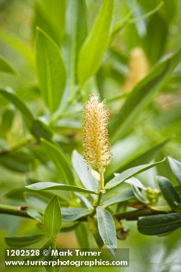 Yellow Willow male catkin among foliage detail