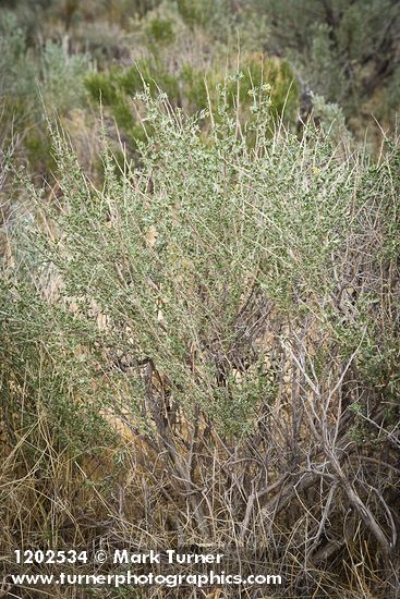 Fourwing Saltbush (female)