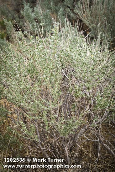 Fourwing Saltbush (female)