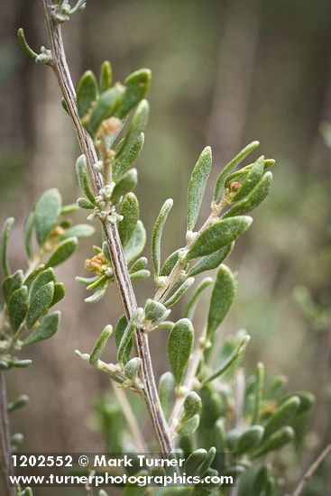 Fourwing Saltbush male blossoms & foliage detail