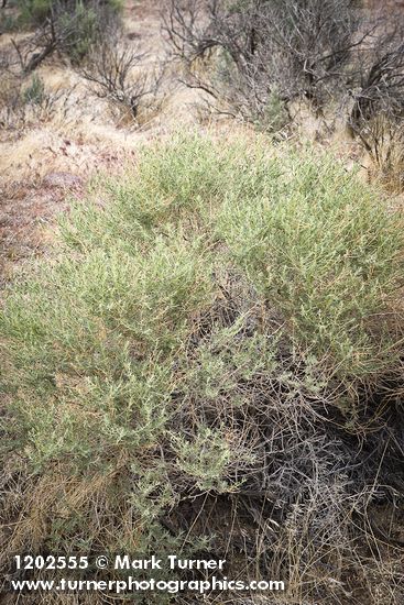 Fourwing Saltbush (male)