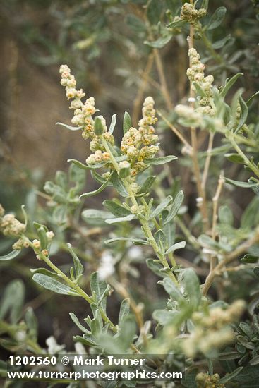 Fourwing Saltbush male blossoms & foliage
