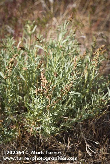 Sickle Saltbush (male)