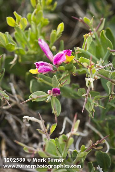 Spiny Milkwort blossoms & foliage