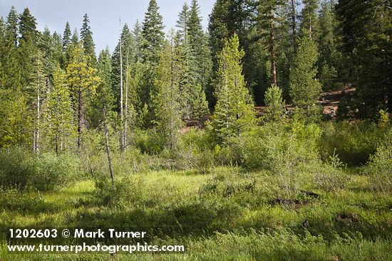 Wet meadow w/ Thinleaf Alder, Ponderosa Pine, Bog Birch, Firs, Willows
