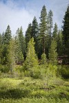 Wet meadow w/ Thinleaf Alder, Ponderosa Pine, Bog Birch, Firs, Willows
