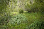 Wet meadow w/ Bog Blueberries, Bog Birch, Thinleaf Alder