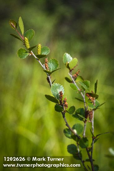 Bog Birch catkins & foliage