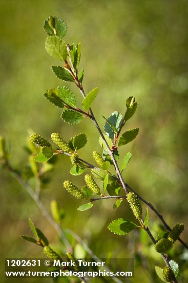 Bog Birch catkins & foliage