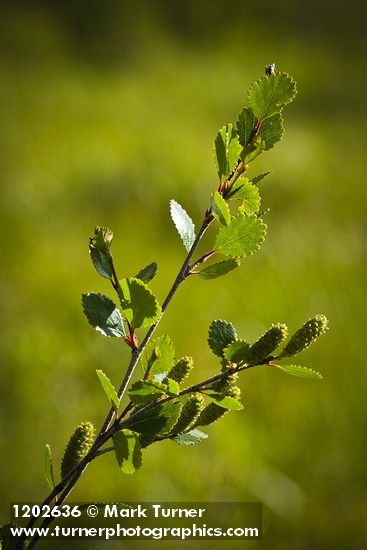 Bog Birch catkins & foliage