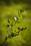 Bog Birch catkins & foliage