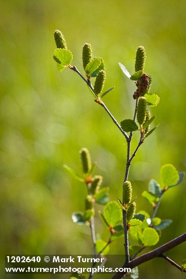 Bog Birch catkins & foliage