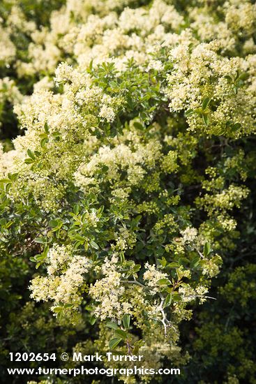 Mountain Whitethorn blossoms & foliage