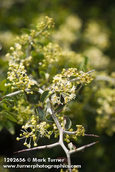 Mountain Whitethorn blossoms, foliage & twig detail