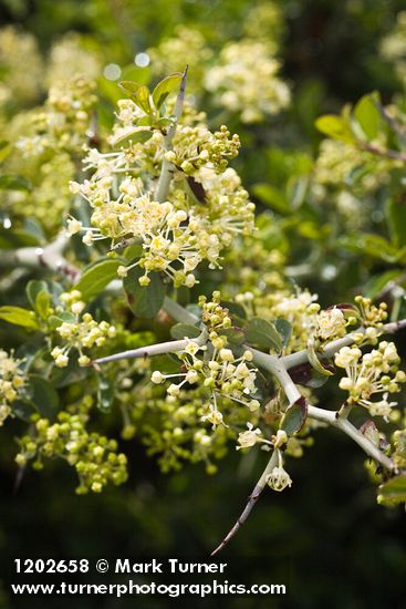 Mountain Whitethorn blossoms, foliage & twig detail