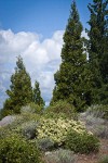 Mountain Whitethorn, Green Manzanita, Incense-cedar, White Pine