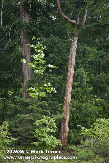 Pacific Dogwood between Incense-cedar trunks, against Douglas-fir foliage