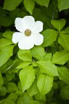 Pacific Dogwood blossom & foliage