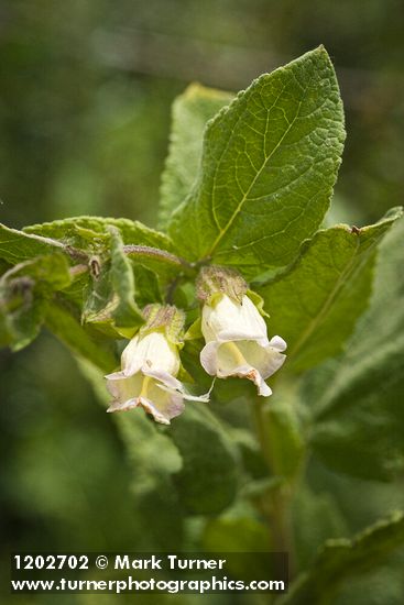 Woodbalm blossoms & foliage detail