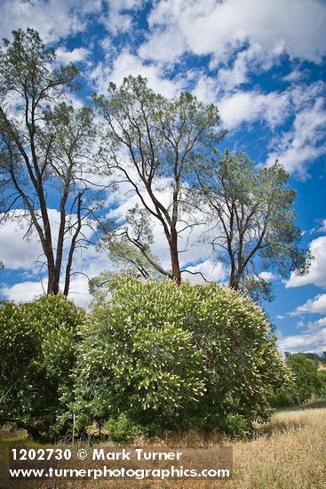 California Buckeye under Gray Pines