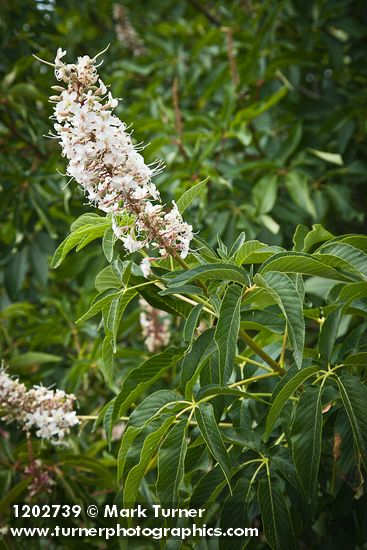 California Buckeye blossoms & foliage