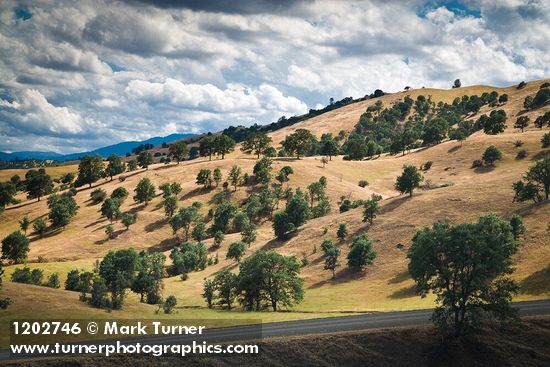 Blue Oaks on rolling hills